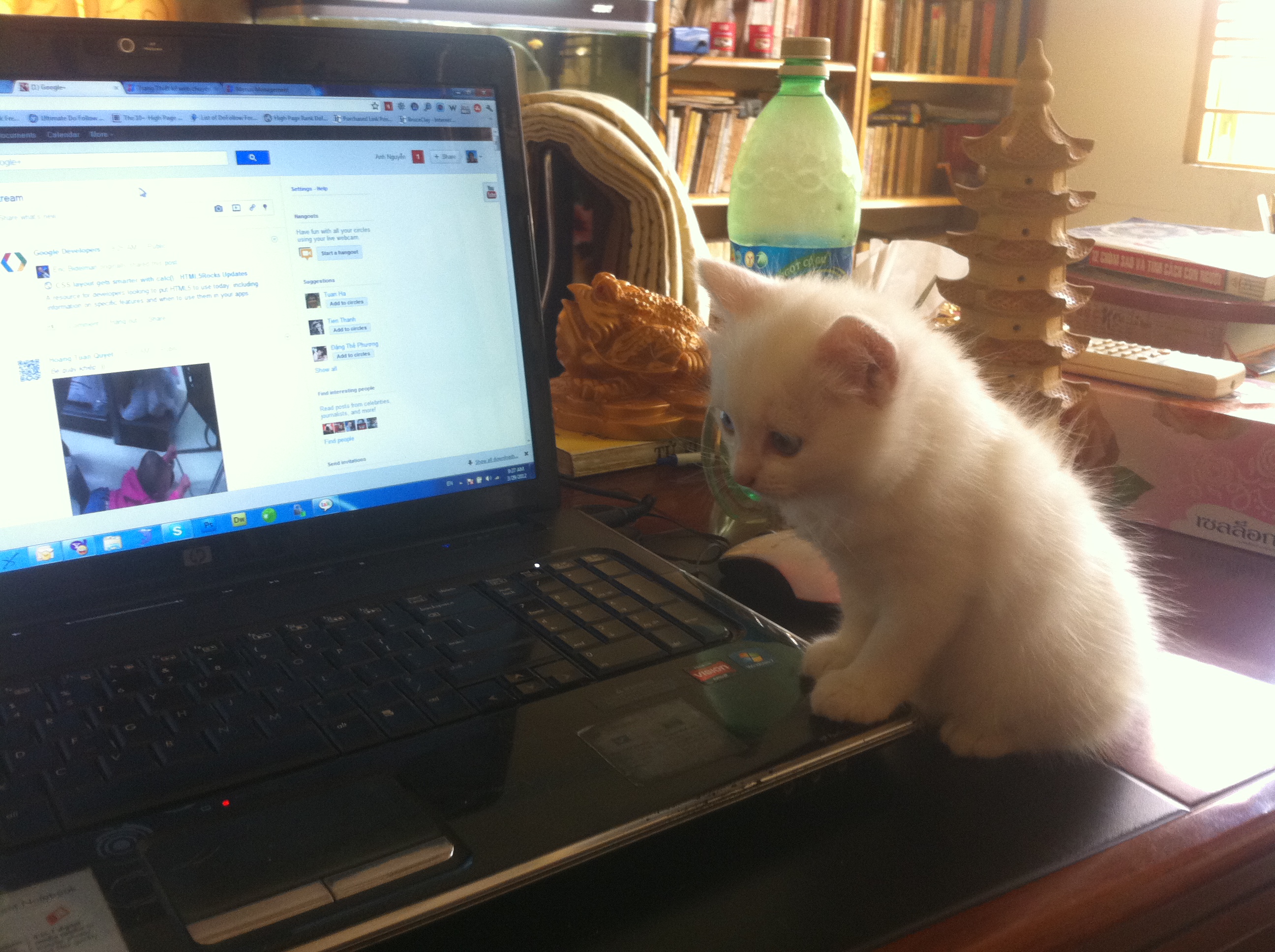Mèo & Laptop Mèo & Laptop