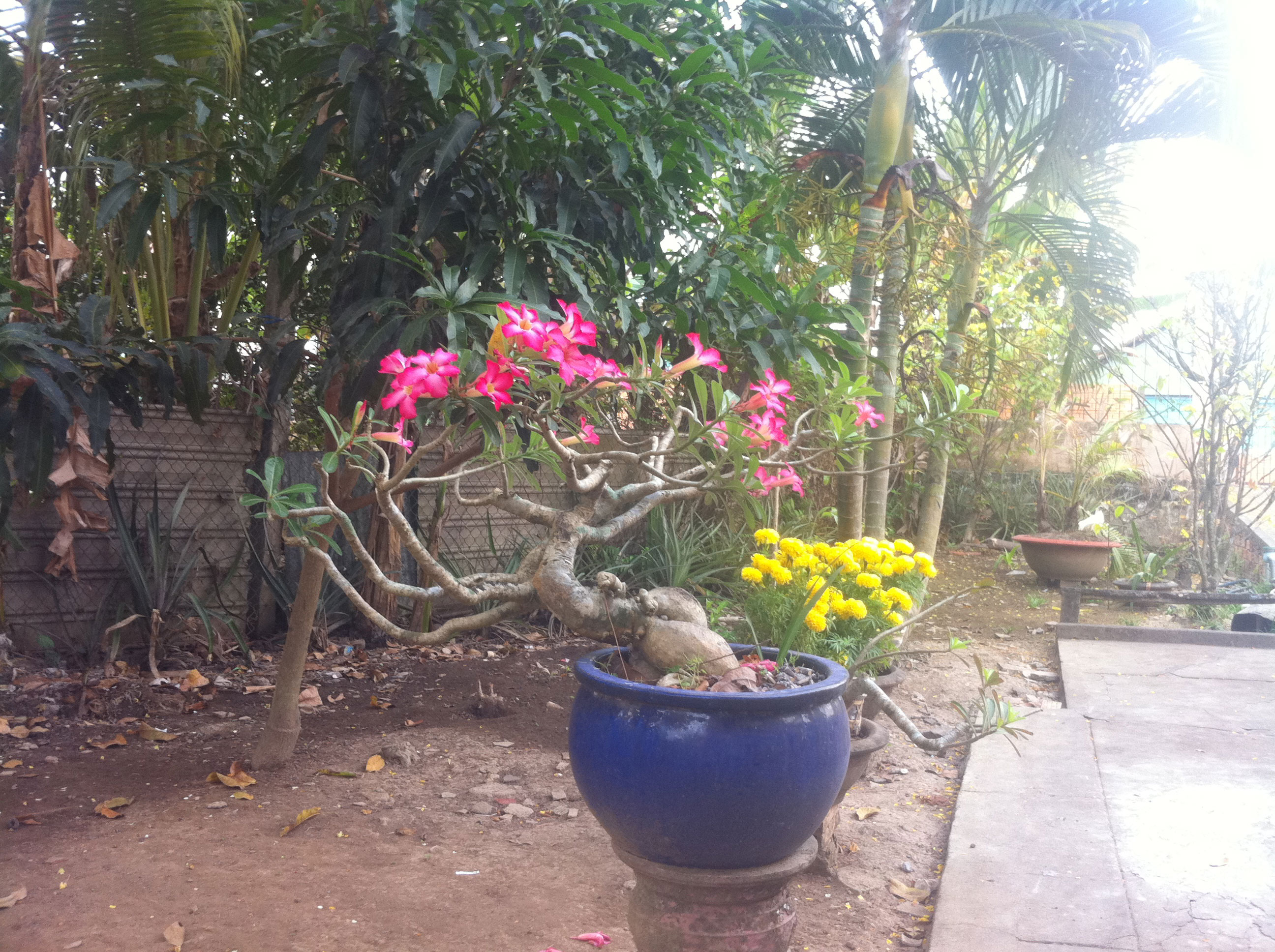Hoa sứ Hoa sứ