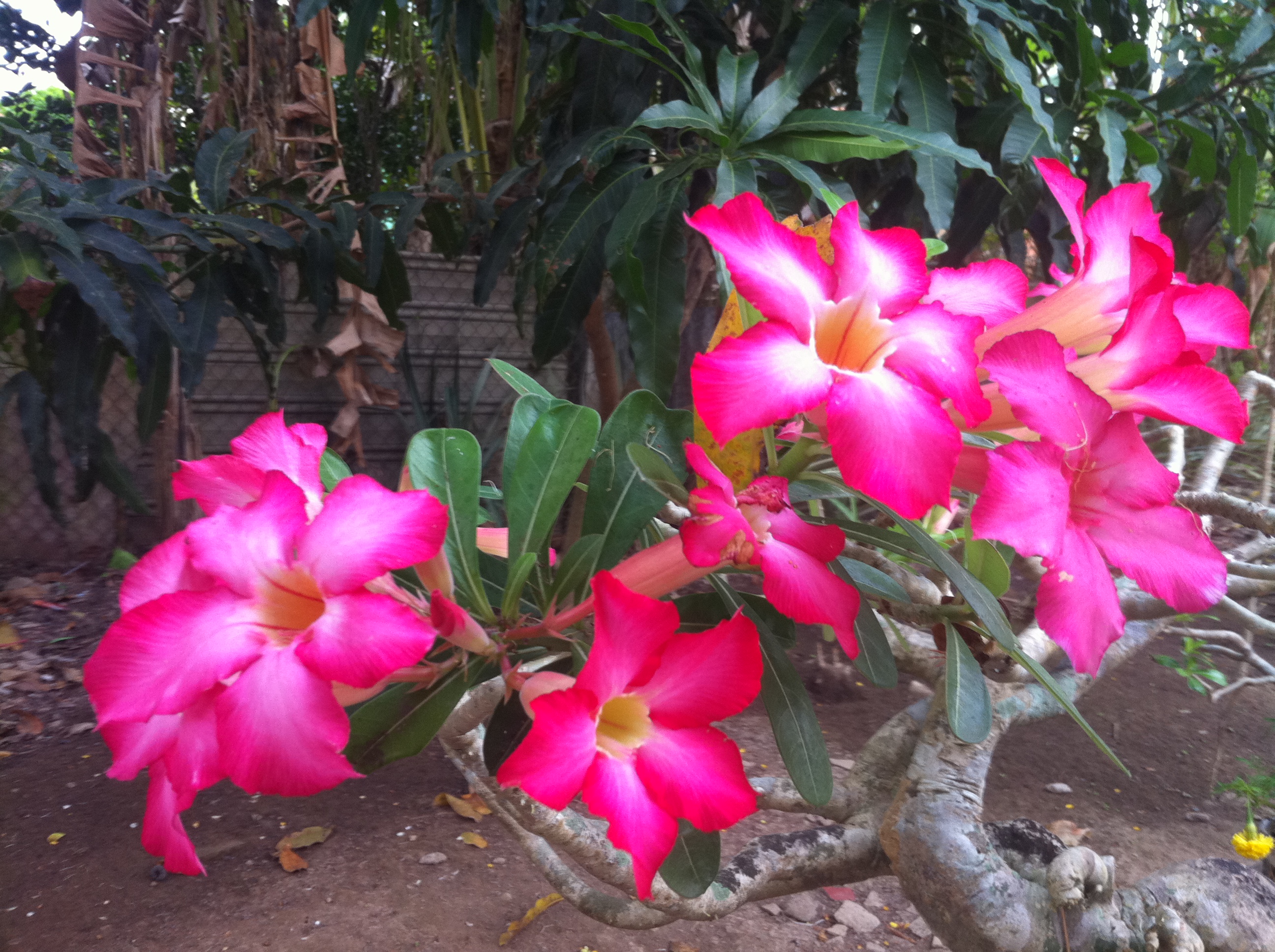 Hoa sứ Hoa sứ
